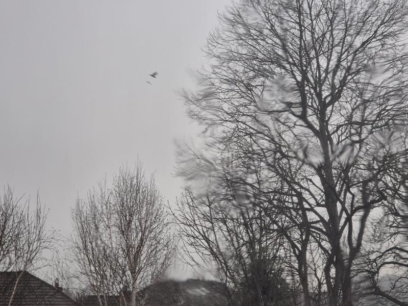 Featured image of post 二月報告