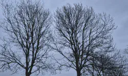 Featured image of post 一月報告